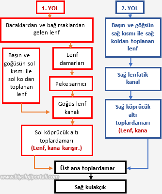 Lenf dolaşımı yolları